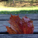 Image for article titled 76 Stunning Photos Of Fall Leaves
